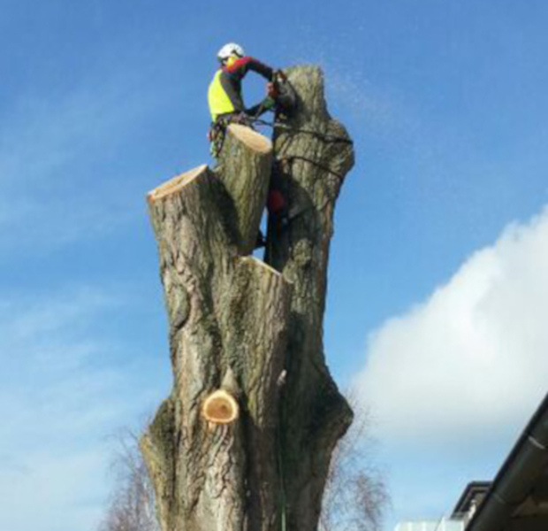 Baumfällung auf engstem Raum mit Seilklettertechnik