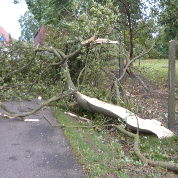 Baumkontrolle zur frühzeitigen Erkennung von Gefahren