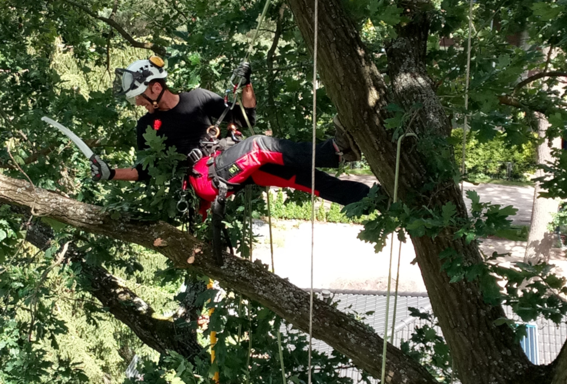 Totholzentfernung bei der Baumpflege mit Seilklettertechnik (SKT)