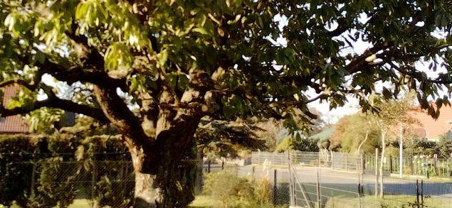 Obstbaumschnitt an einer Kirsche