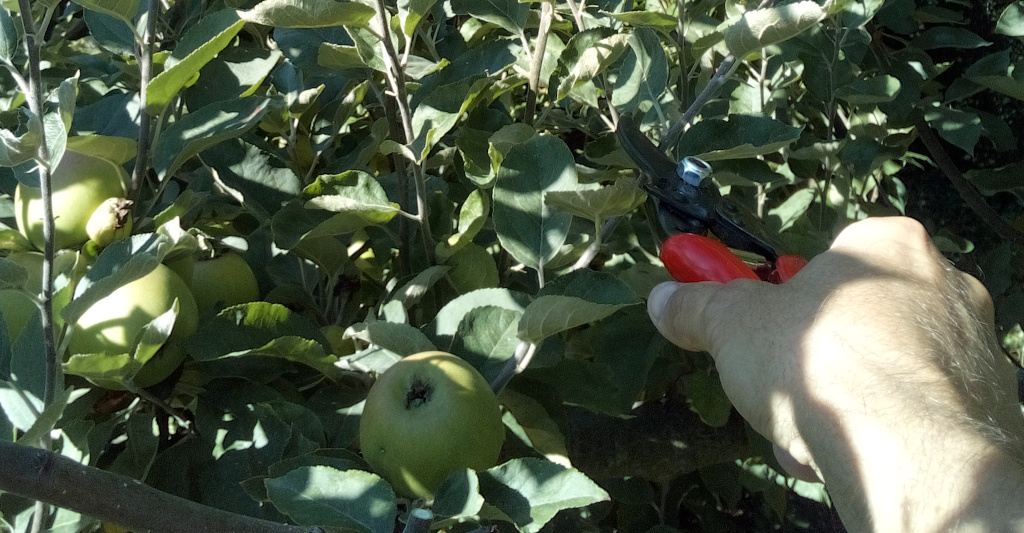 Sommerschnitt am Apfelbaum soll das starke Wachstum bremsen und die Fruchtqualität verbessern