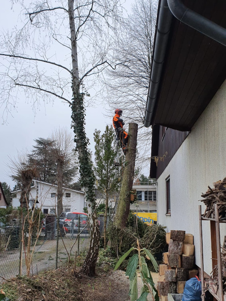 Baumfällung mit Seilklettertechnik