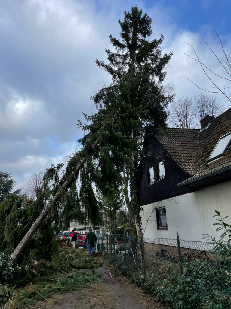 Sturmschaden: angekippter Baum im Baum auf dem Nachbargrundstück