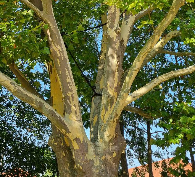 Kronensicherung als Alternative zur Kroneneinkürzung