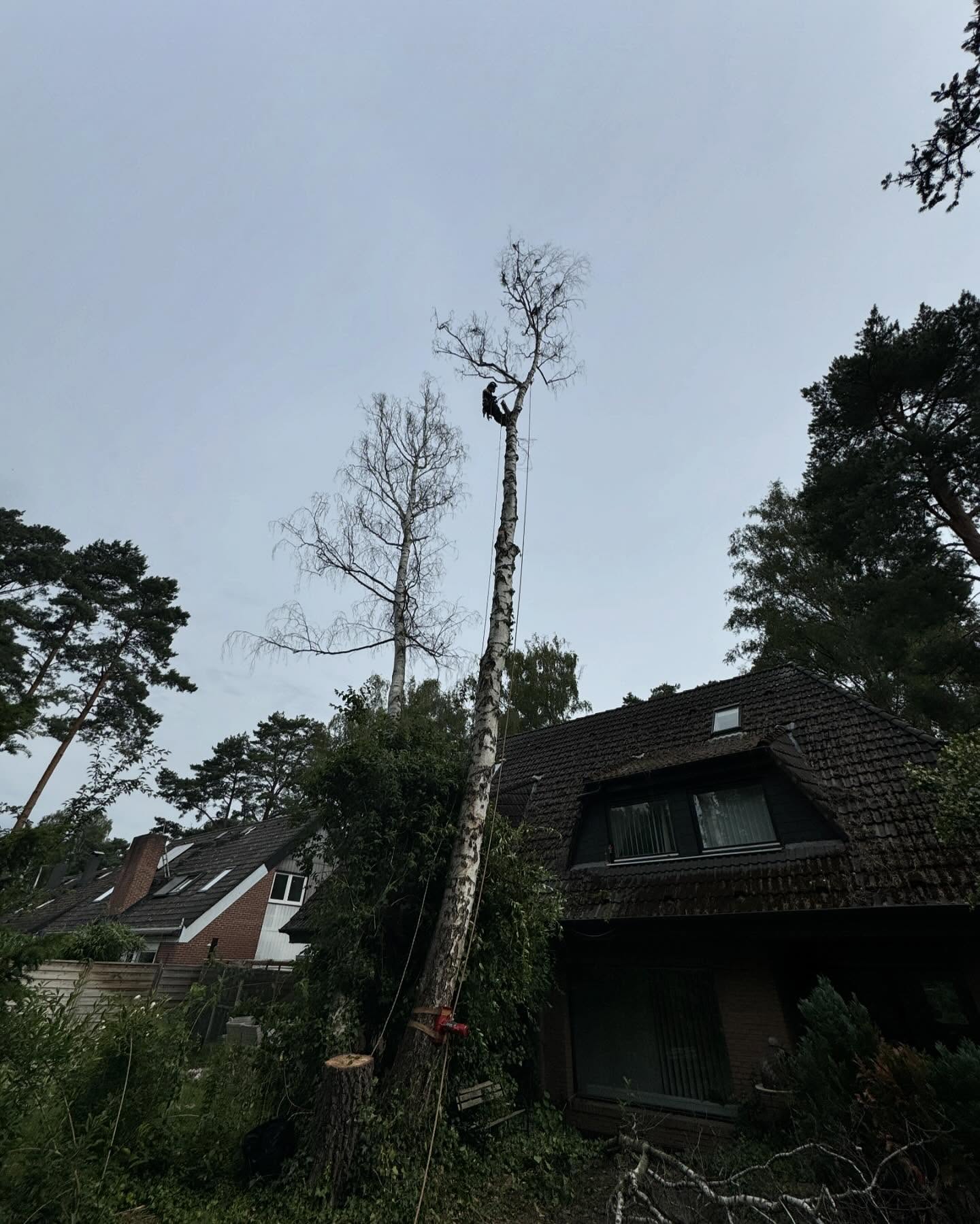 Fällung durch Baumkletterer