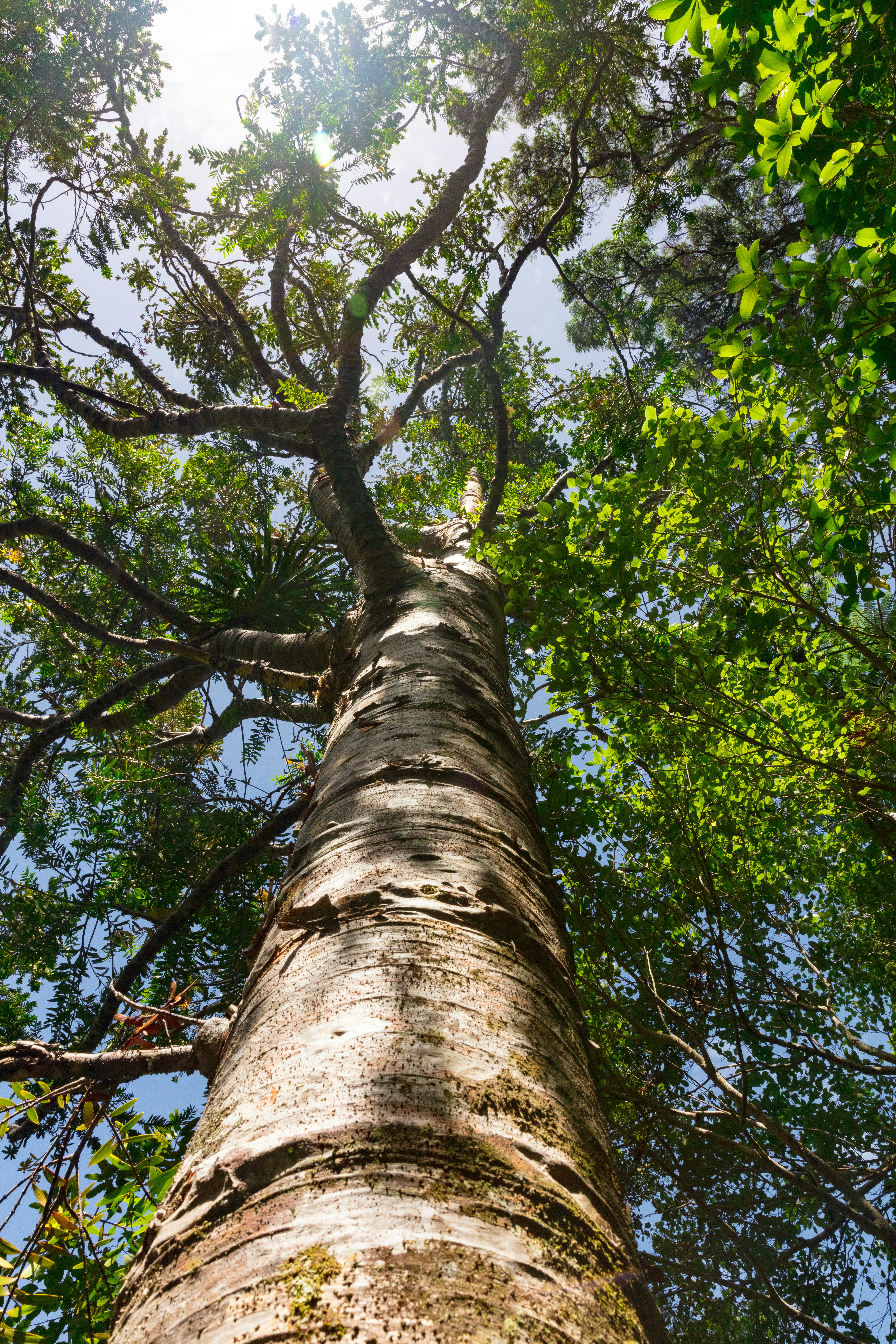 Baum in der Sonne - Arborfactum Baumpflege