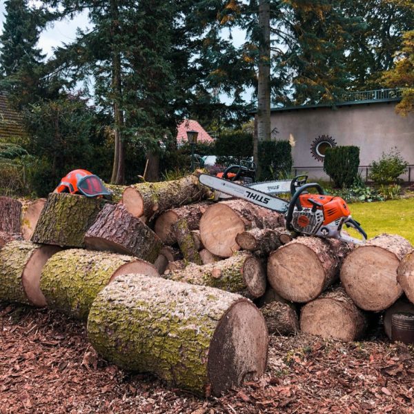 Entsorgung von Ästen und Stamm