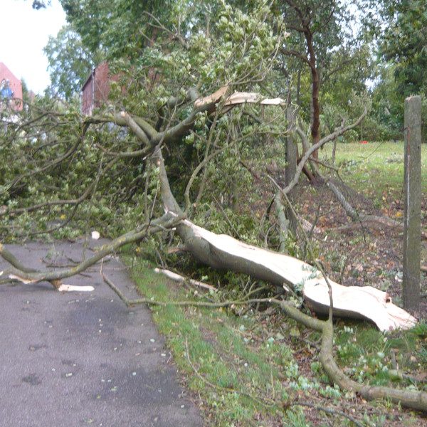 Baumkontrolle durch FLL-zertifizierten Baumkontrolleur