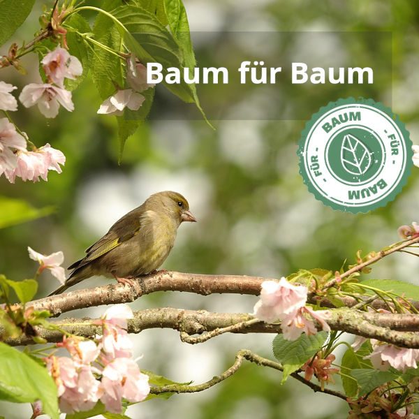 Ersatzpflanzung nach einer Baumfällung