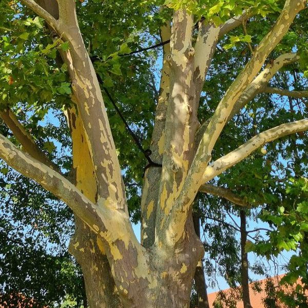 Kronensicherung als Alternative zur Kroneneinkürzung