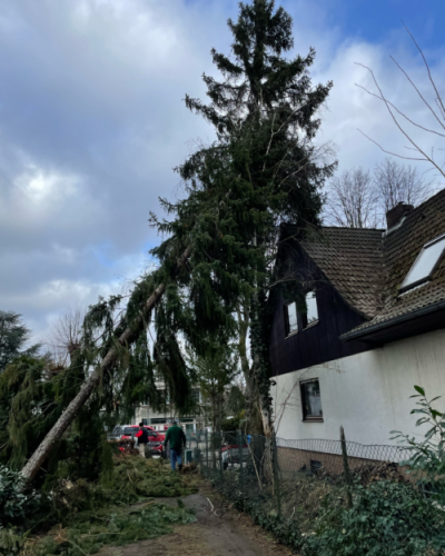 Sturmschaden: angekippter Baum im Baum auf dem Nachbargrundstück